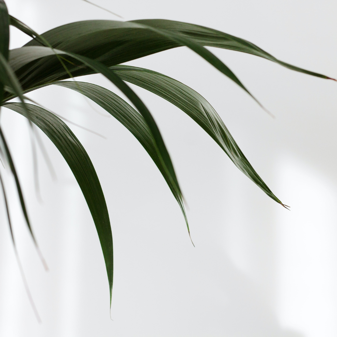 About Maranatha - image of leaves
