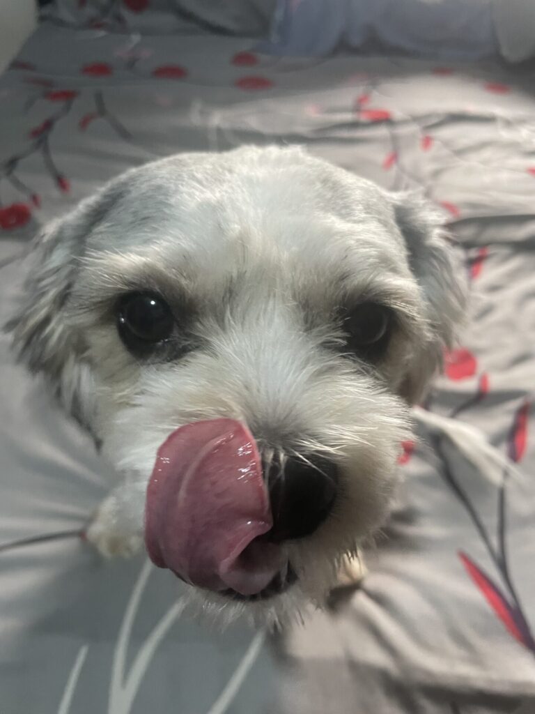 Image of Cana, a dog, for post: are-men-really-dogs